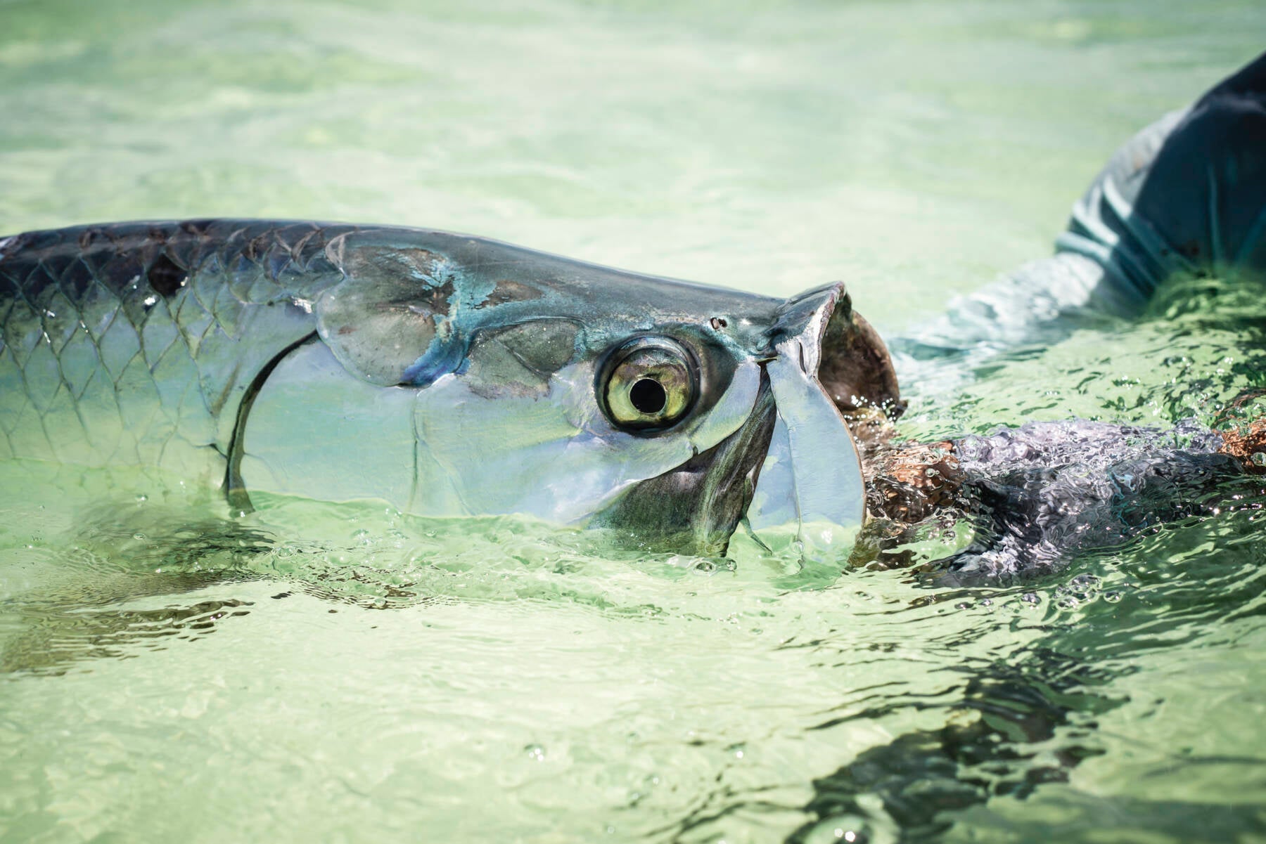 TPC Charitable Donation