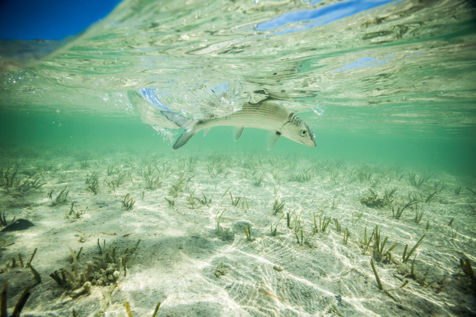 TPC Charitable Donation